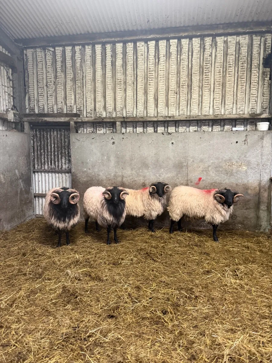 Mayo Blackface Hogget Rams - Image 2