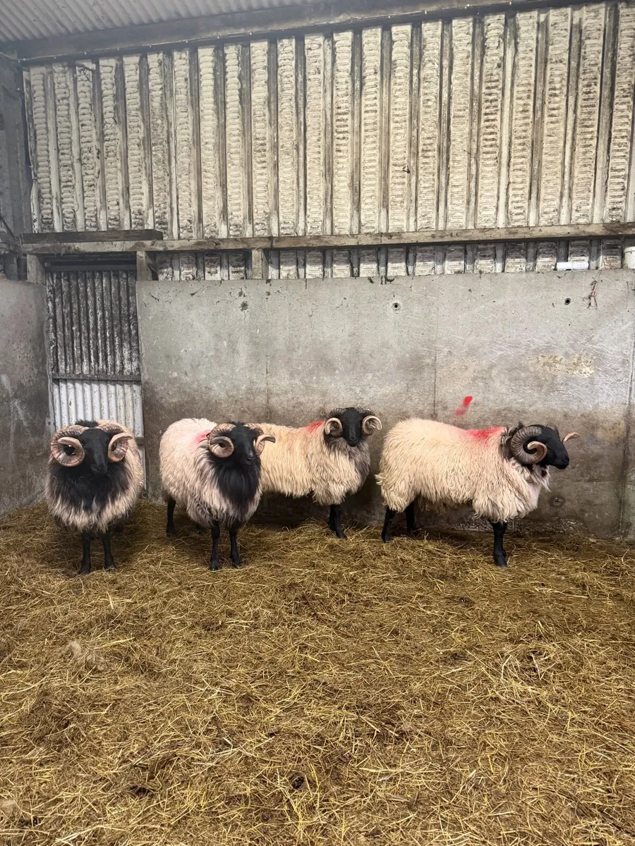 Mayo Blackface Hogget Rams - Image 3