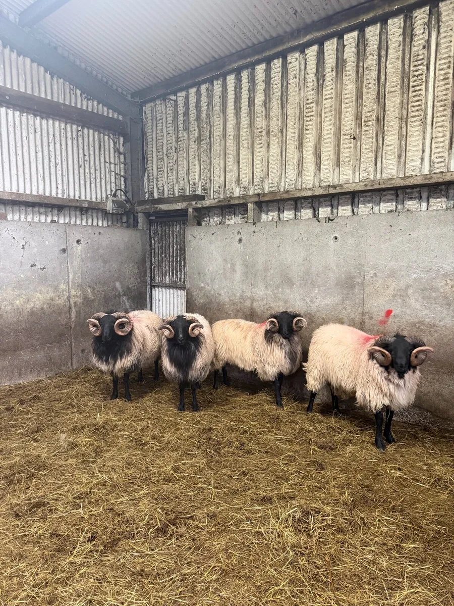 Mayo Blackface Hogget Rams - Image 1