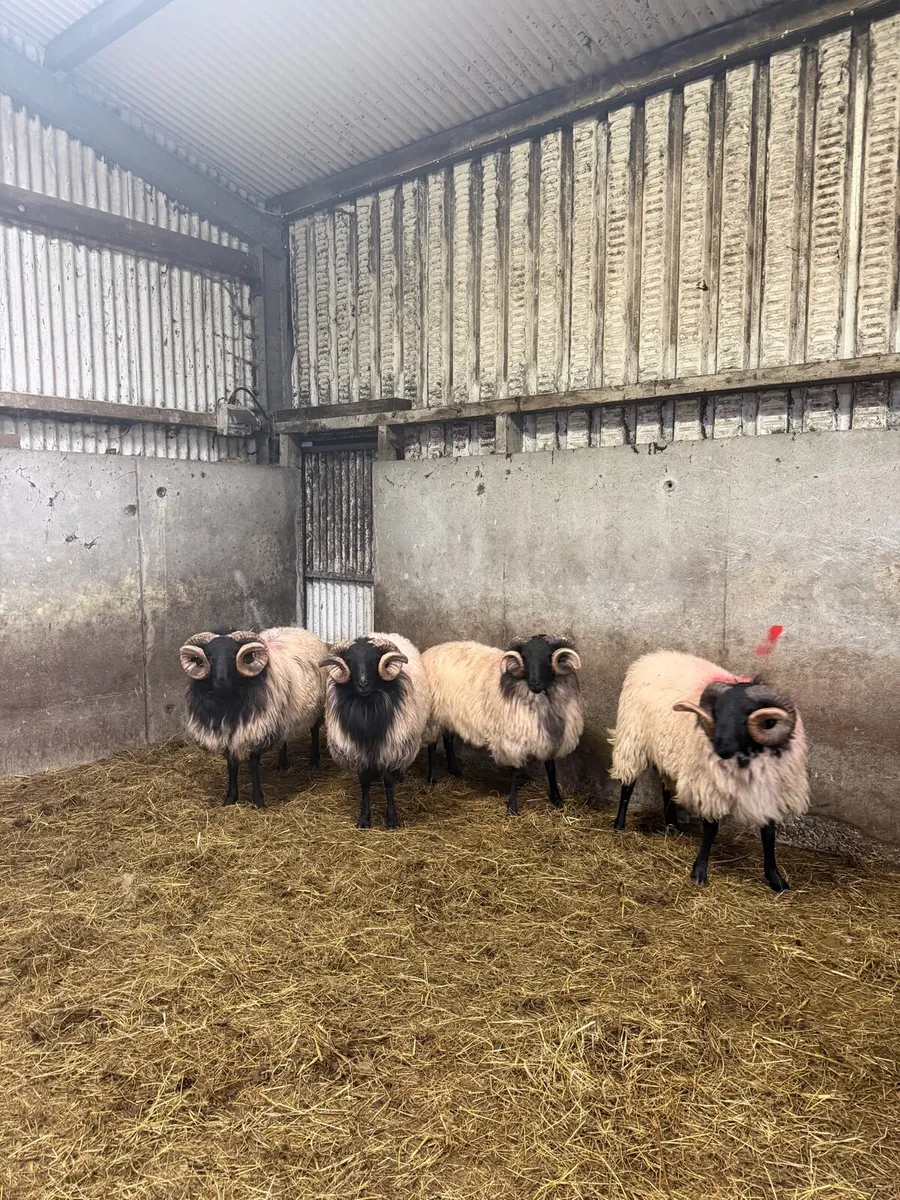 Mayo Blackface Hogget Rams - Image 4