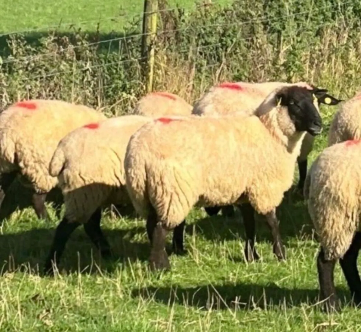 8 Quality Suffolk Hoggets - Image 2