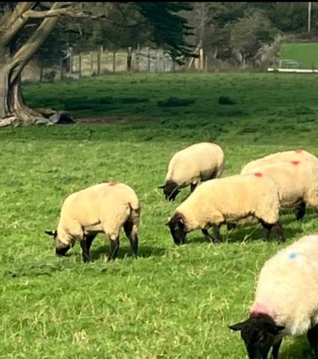 8 Quality Suffolk Hoggets - Image 1
