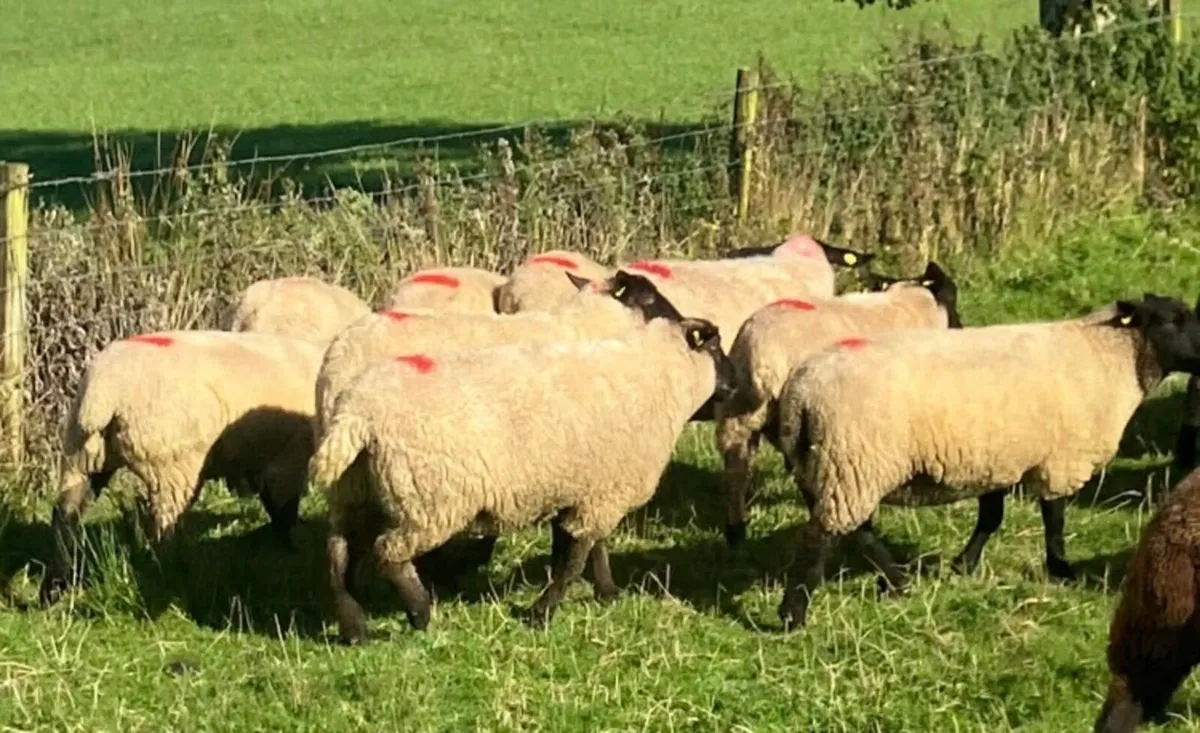 8 Quality Suffolk Hoggets - Image 3