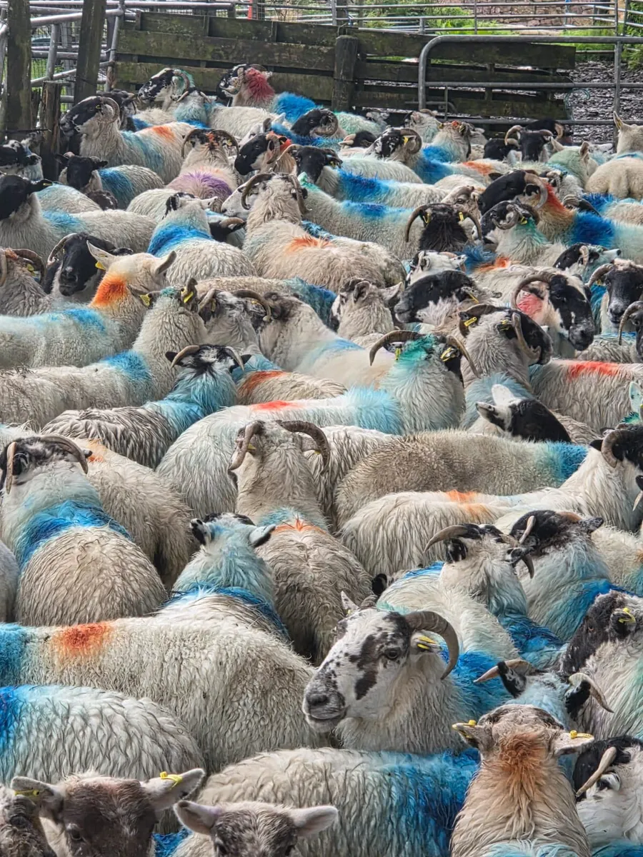 Cull ewes - Image 4