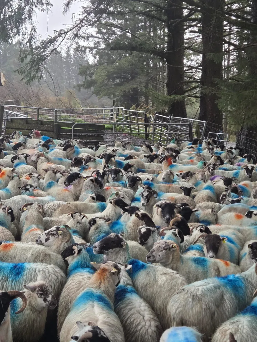 Cull ewes - Image 1