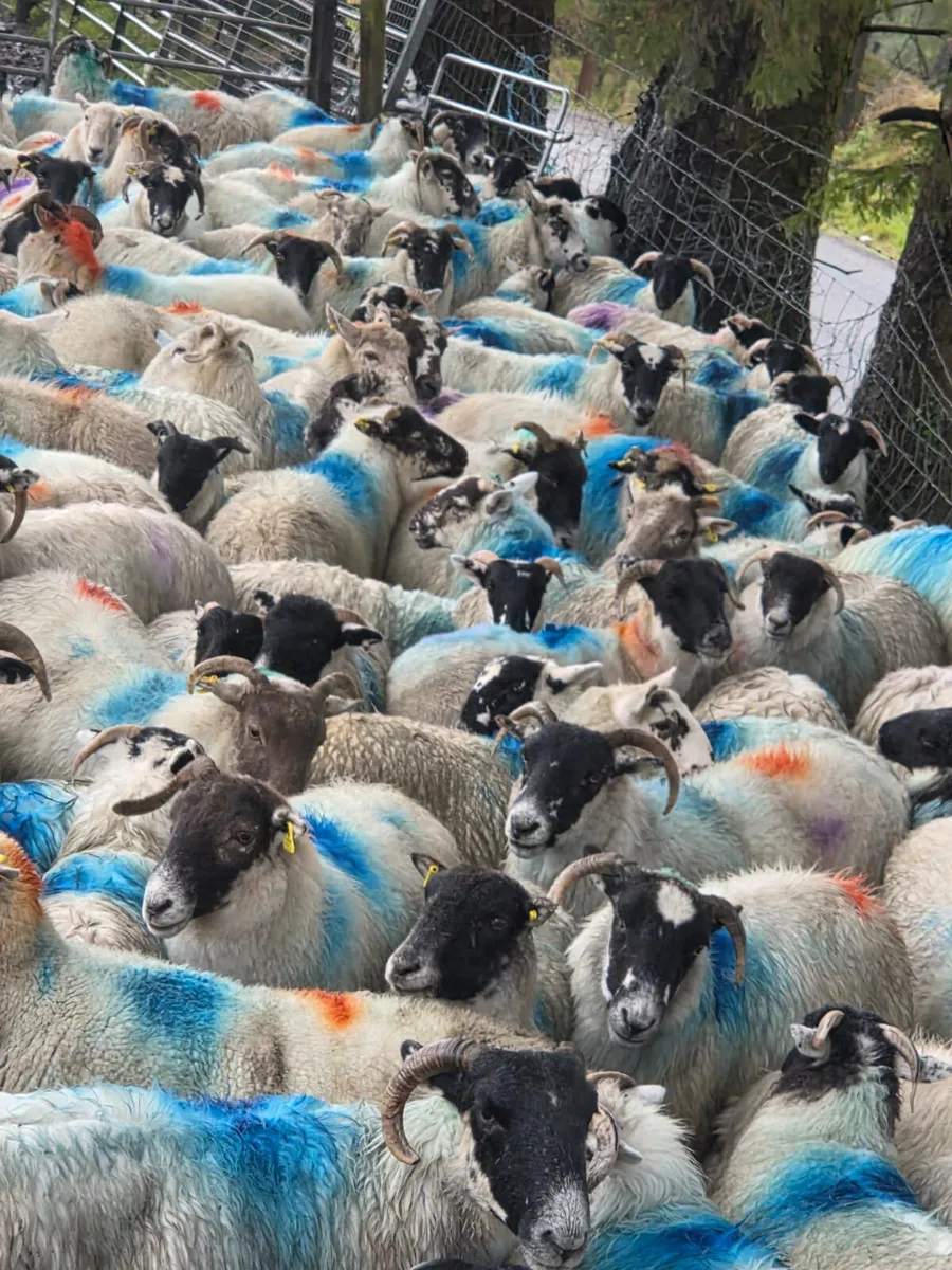 Cull ewes - Image 2