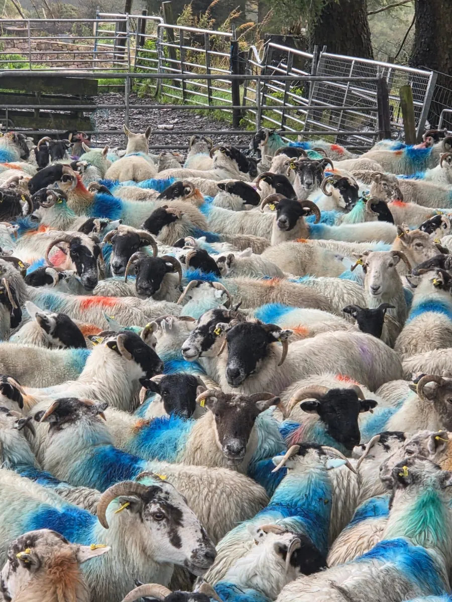 Cull ewes - Image 3