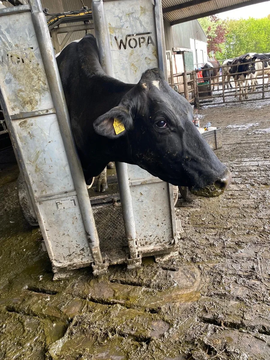 Hoof trimming - Image 1