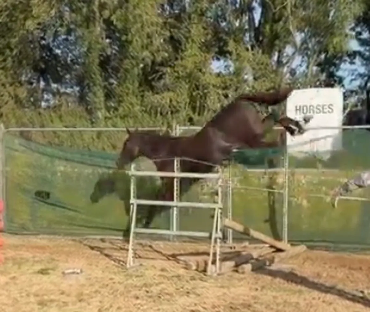 2 year old Emerald filly