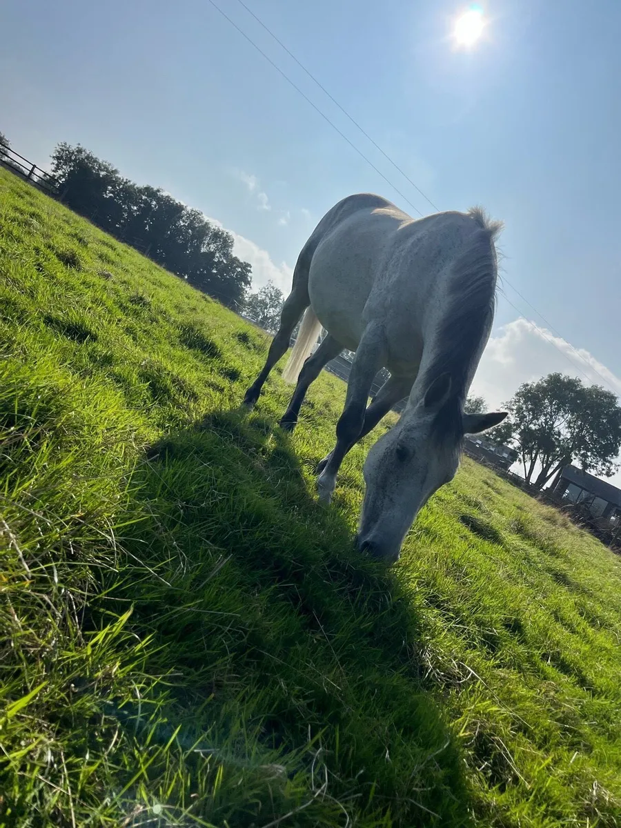 Broodmare/Recip - Image 2