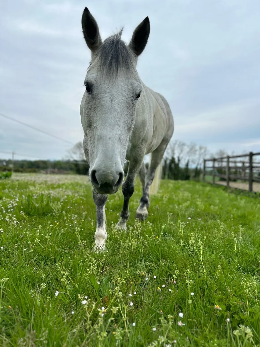 Broodmare/Recip - Image 1