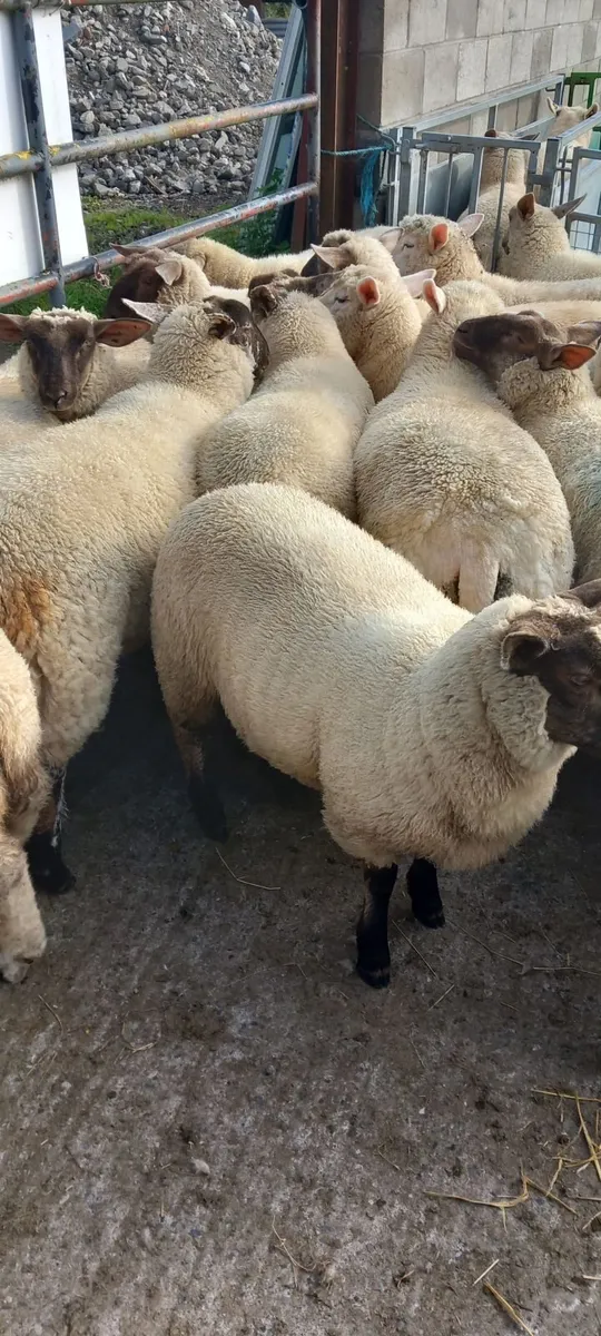 Sheep - Image 1