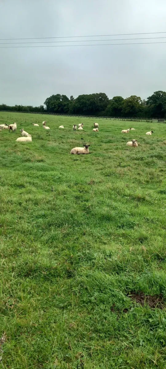Sheep - Image 2