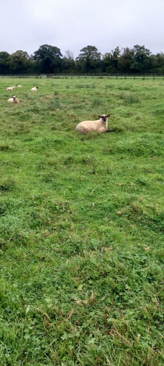 Sheep - Image 4