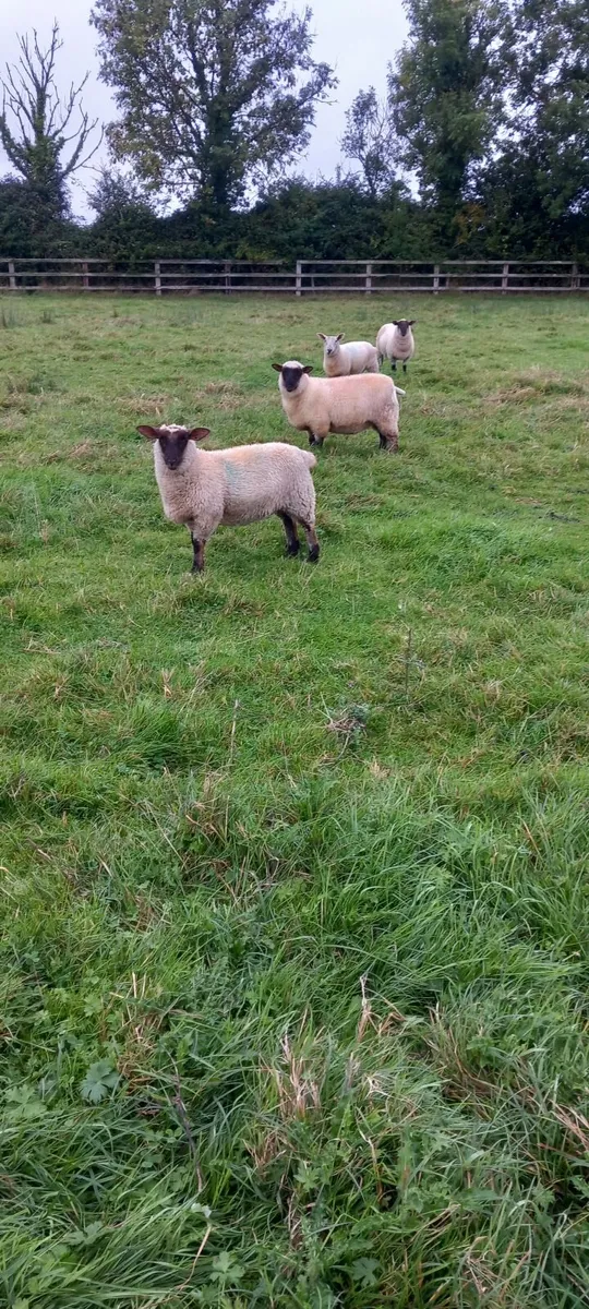 Sheep - Image 3