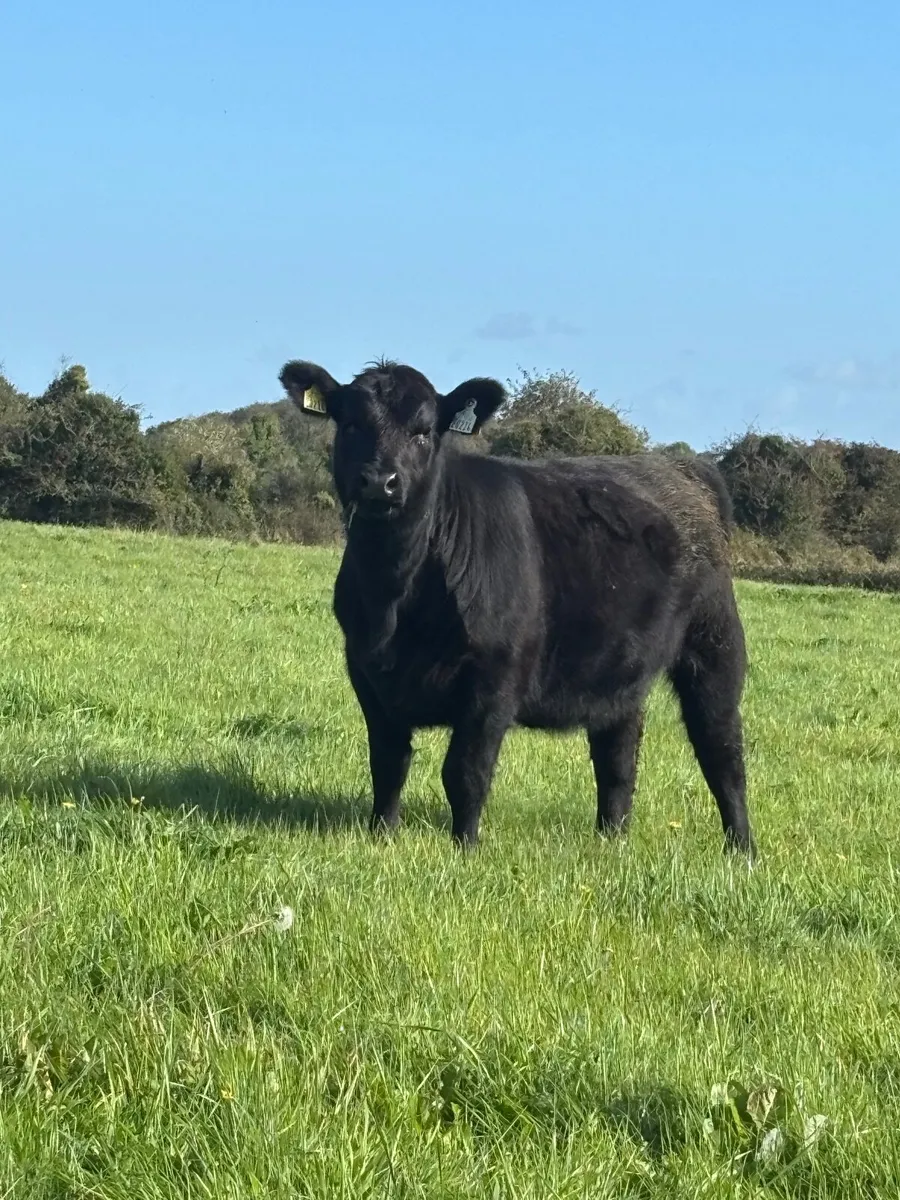 Purebred Aberdeen Angus Weanling Heifer - Image 1