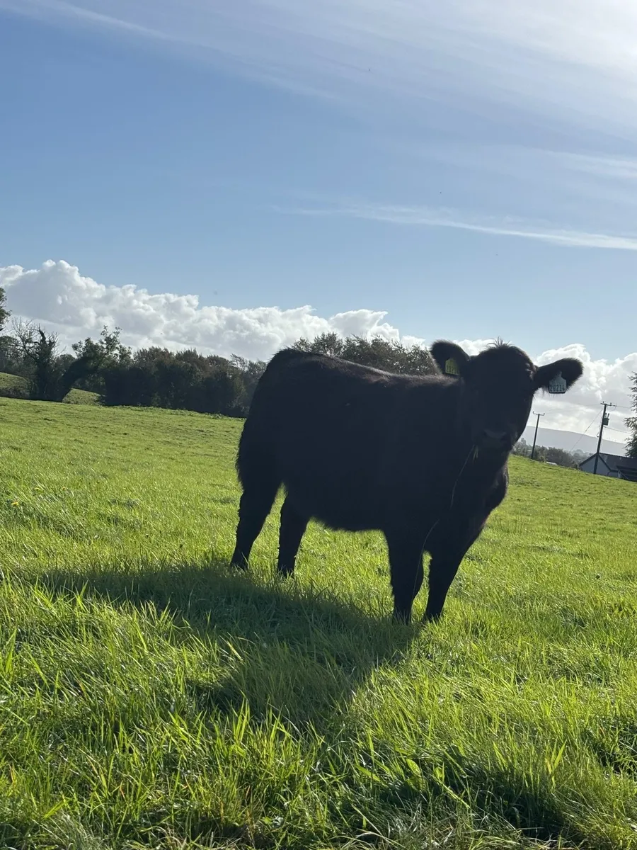 Purebred Aberdeen Angus Weanling Heifer - Image 2