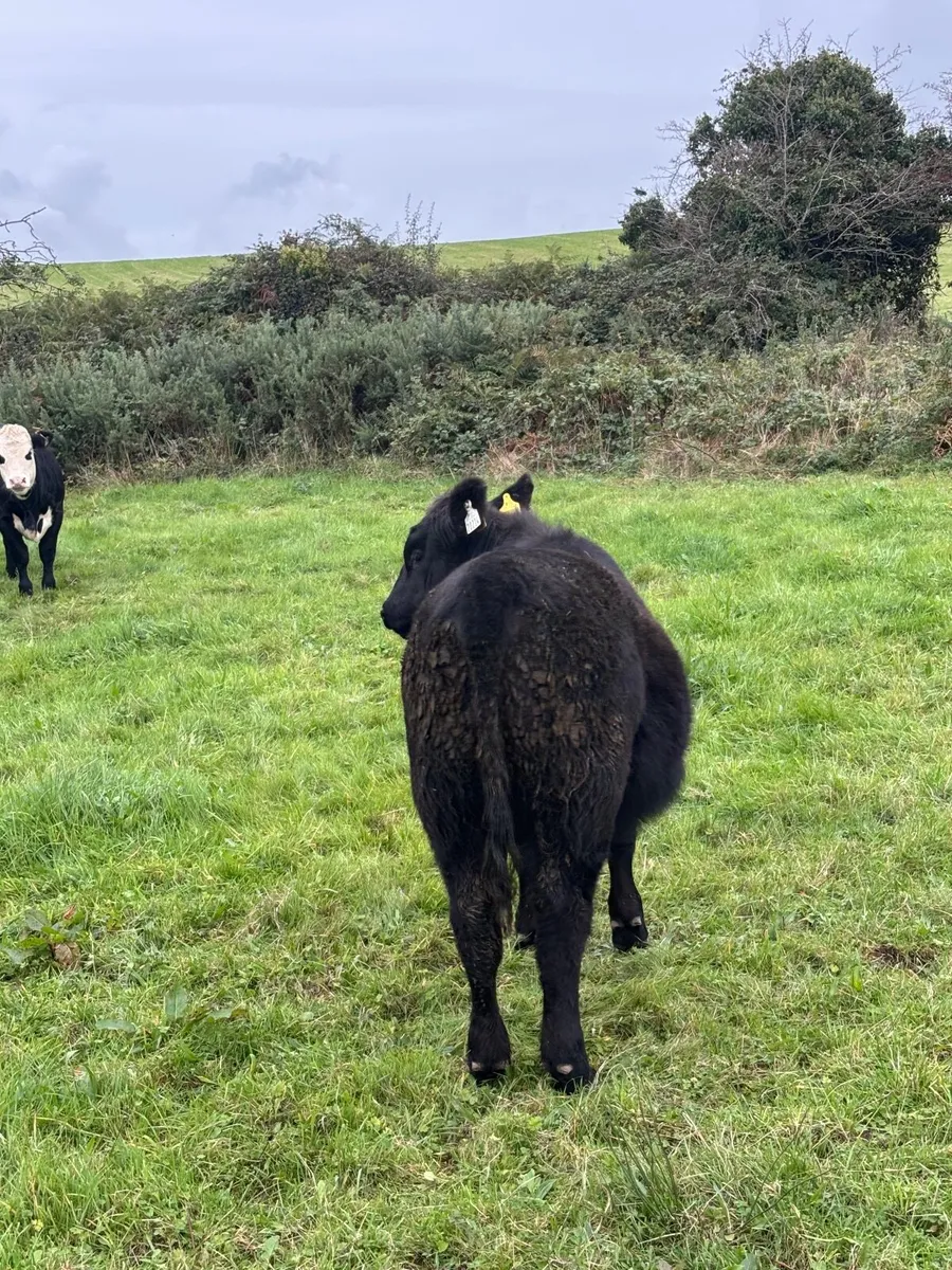 Purebred Aberdeen Angus Weanling Heifer - Image 4
