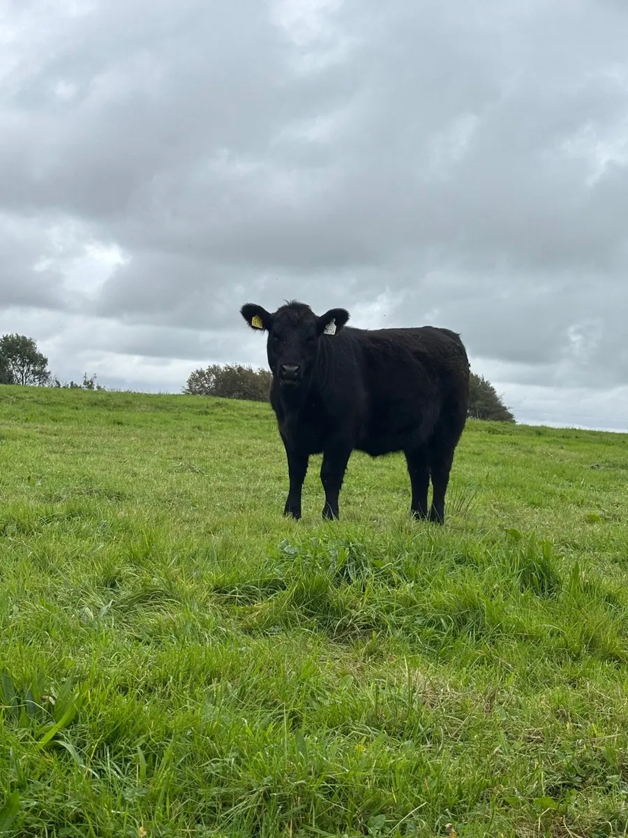 Purebred Aberdeen Angus Weanling Heifer - Image 3