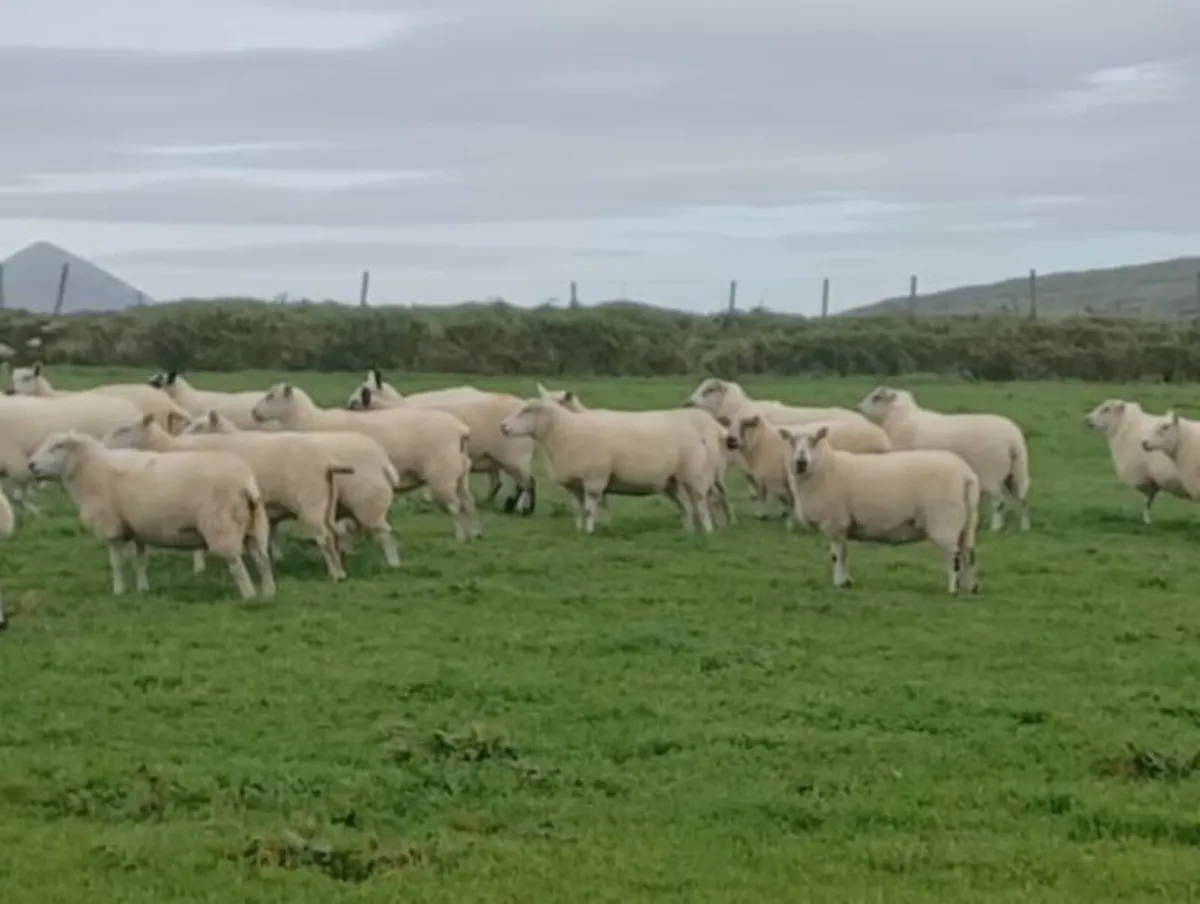 hoggets - Image 2