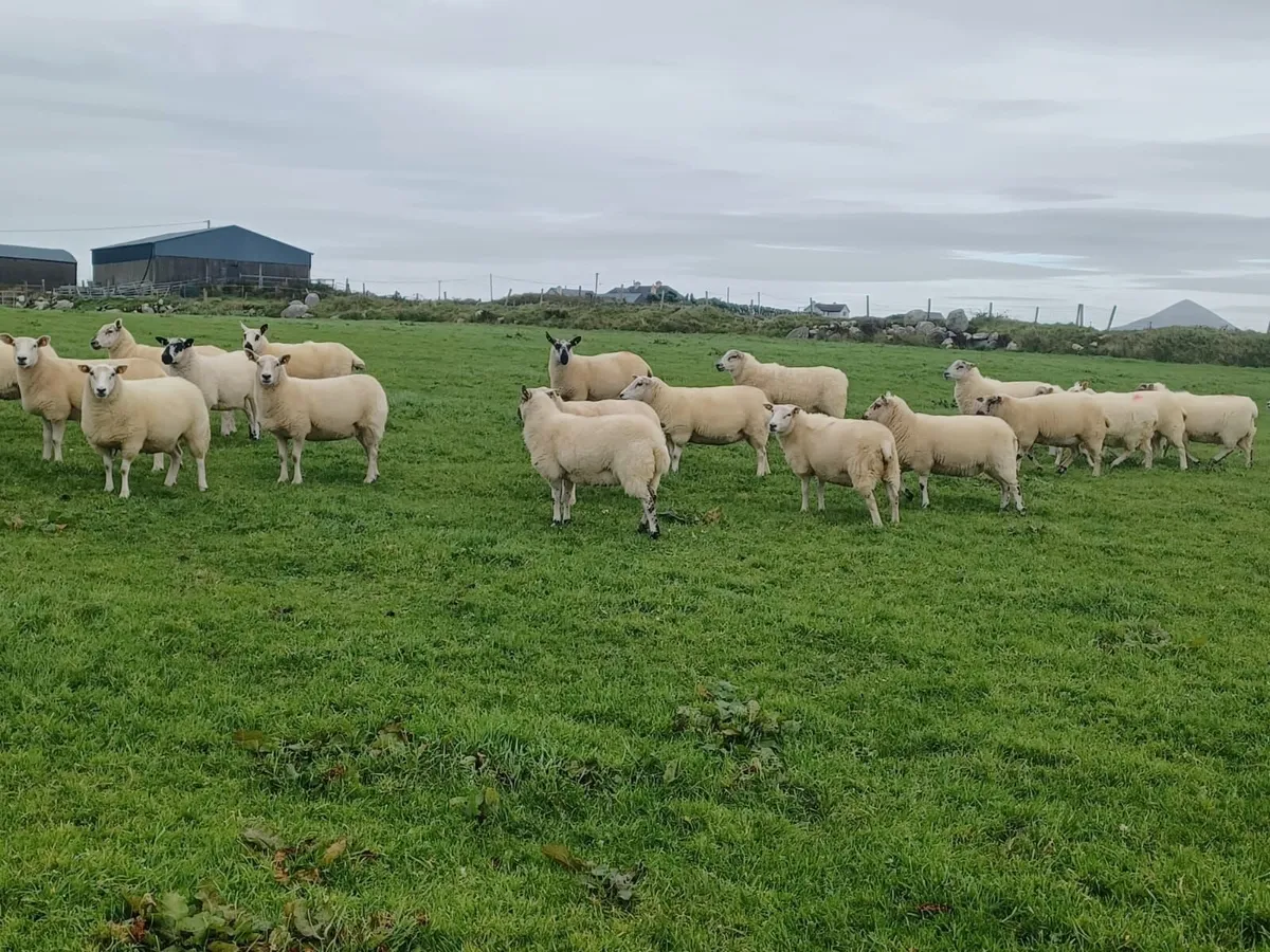 hoggets - Image 3