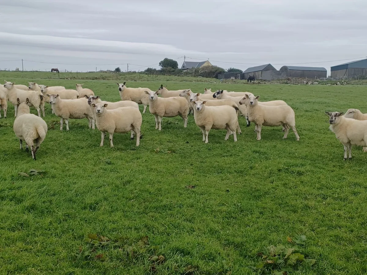 hoggets - Image 1