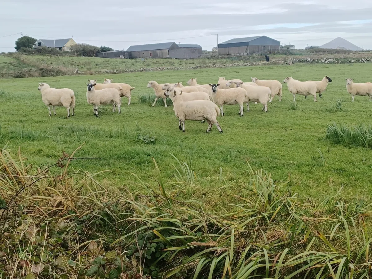 hoggets - Image 4