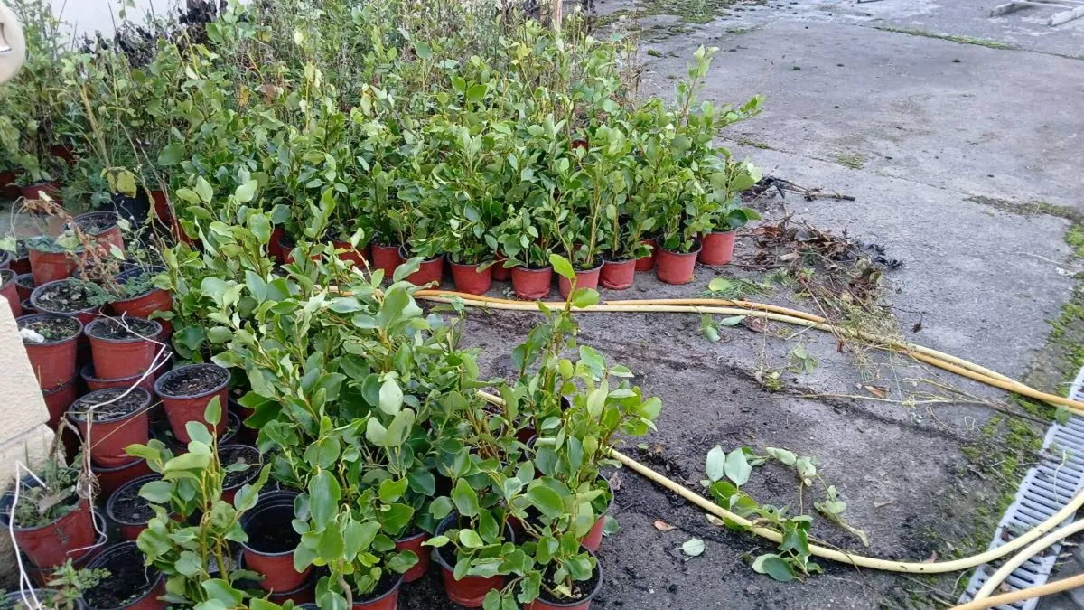 griselinia hedging for sale