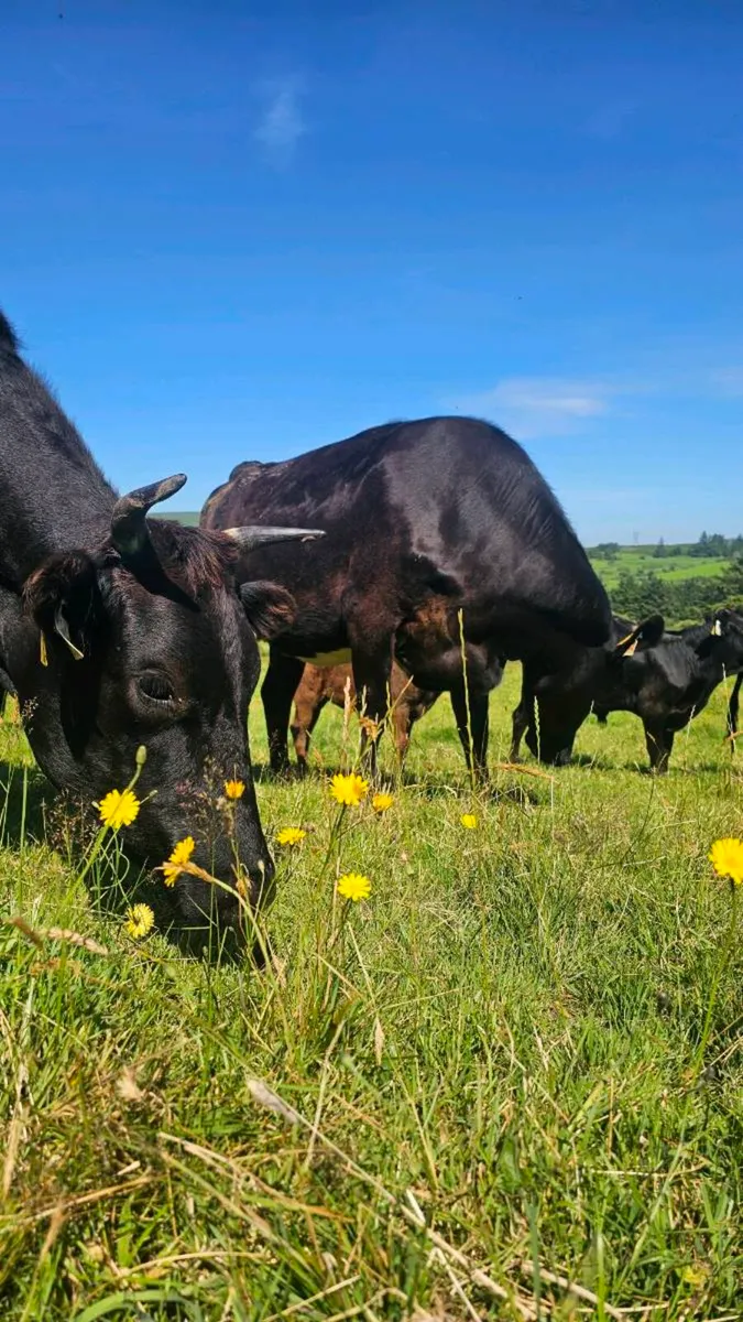 Wagyu Farmer Needed