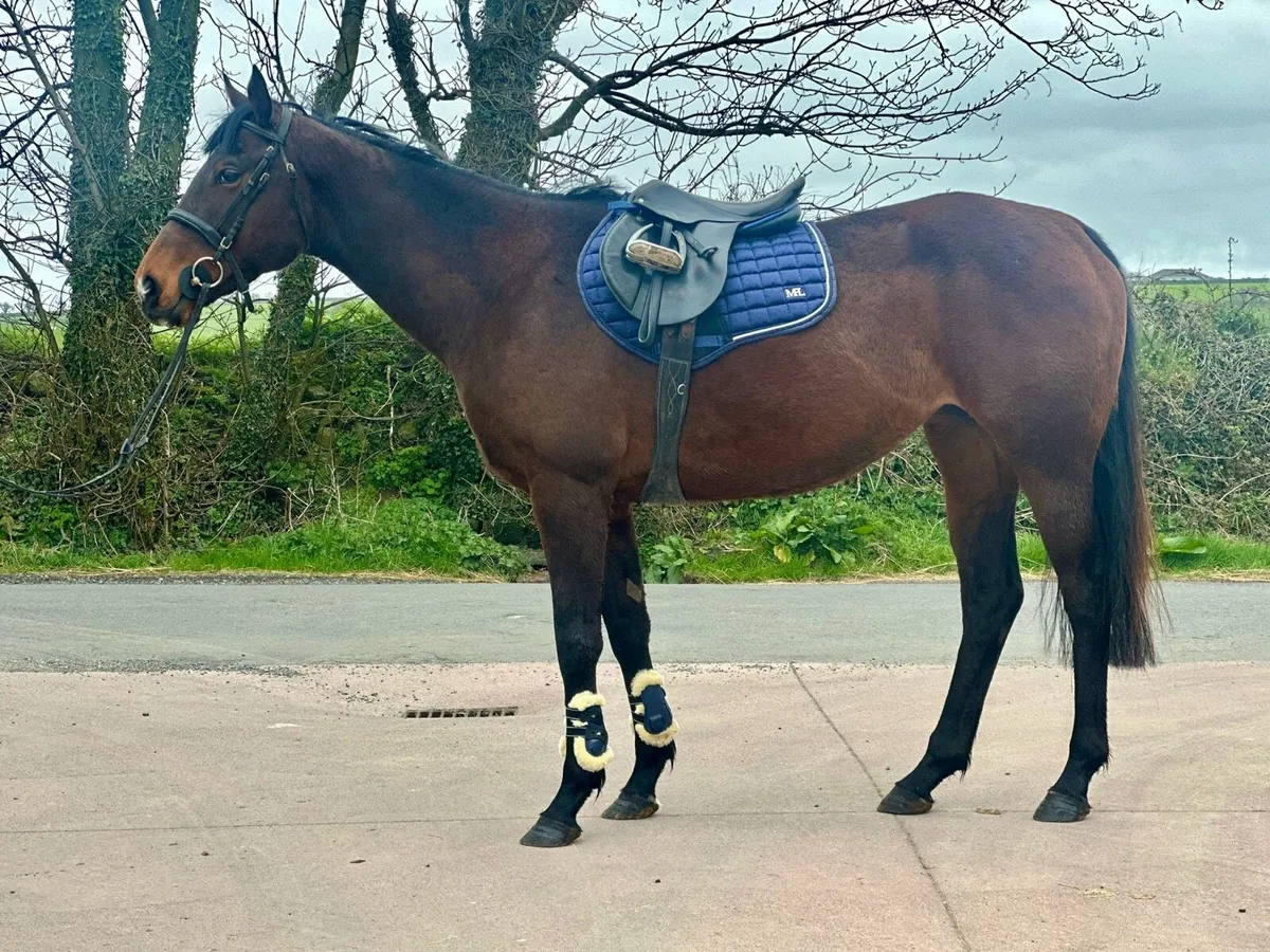 5 year old mare