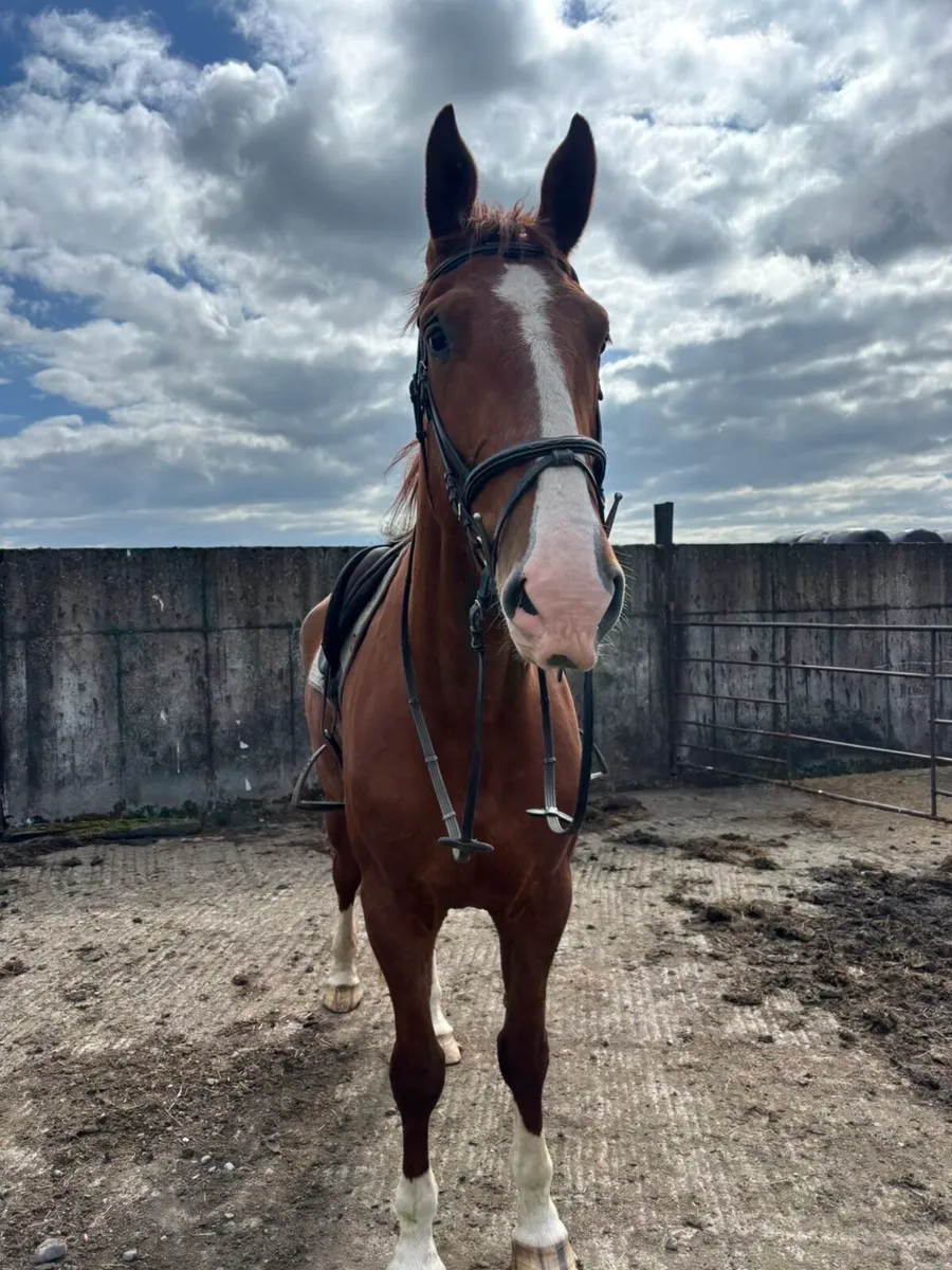 Class 1 Irish Draught Mare - Image 1