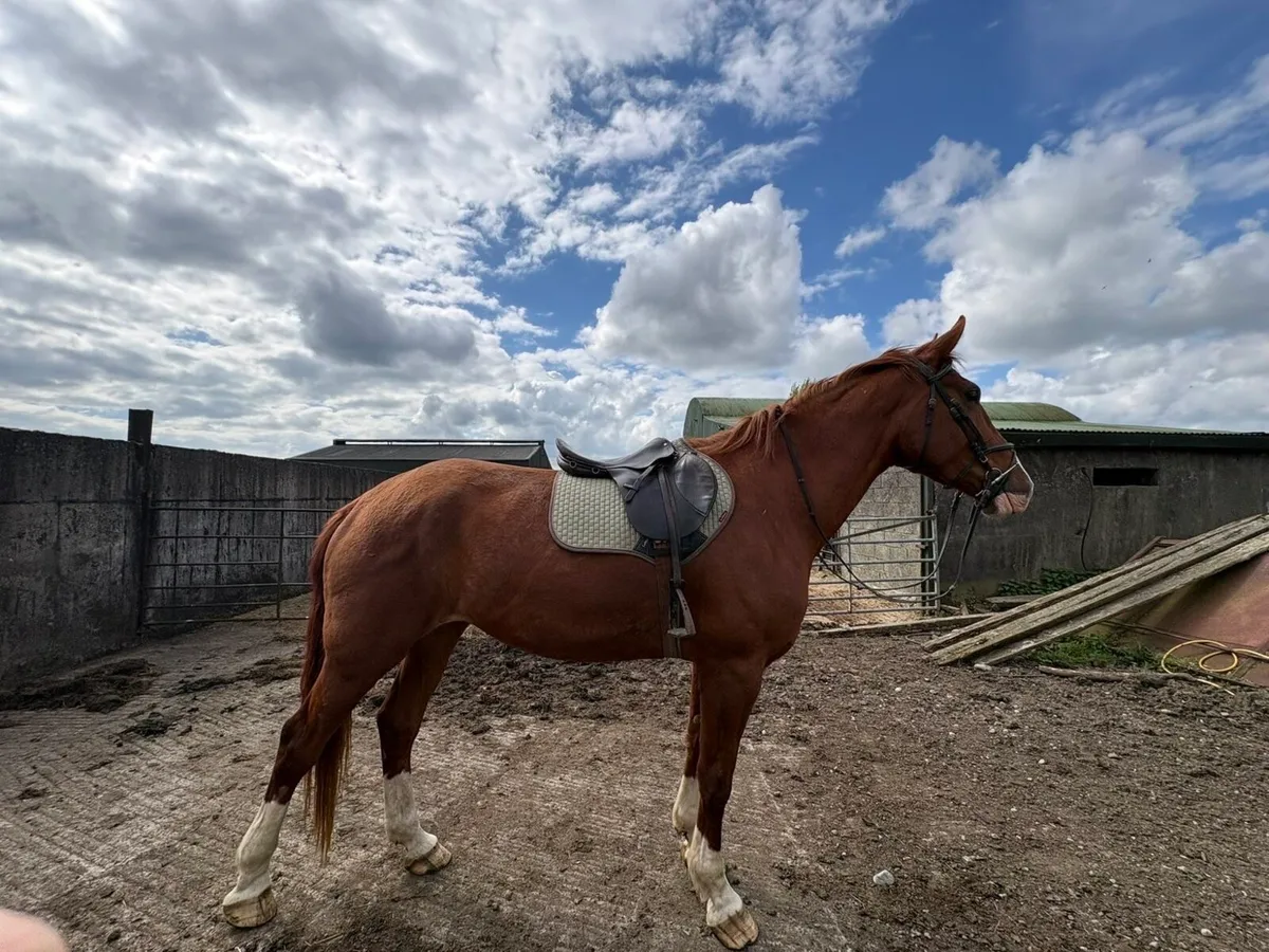 Class 1 Irish Draught Mare - Image 2