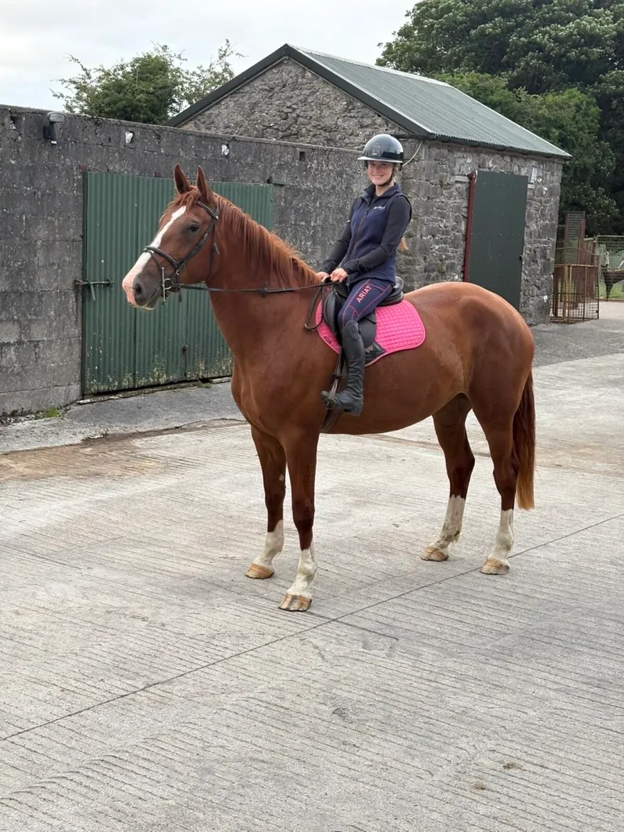 Class 1 Irish Draught Mare - Image 3