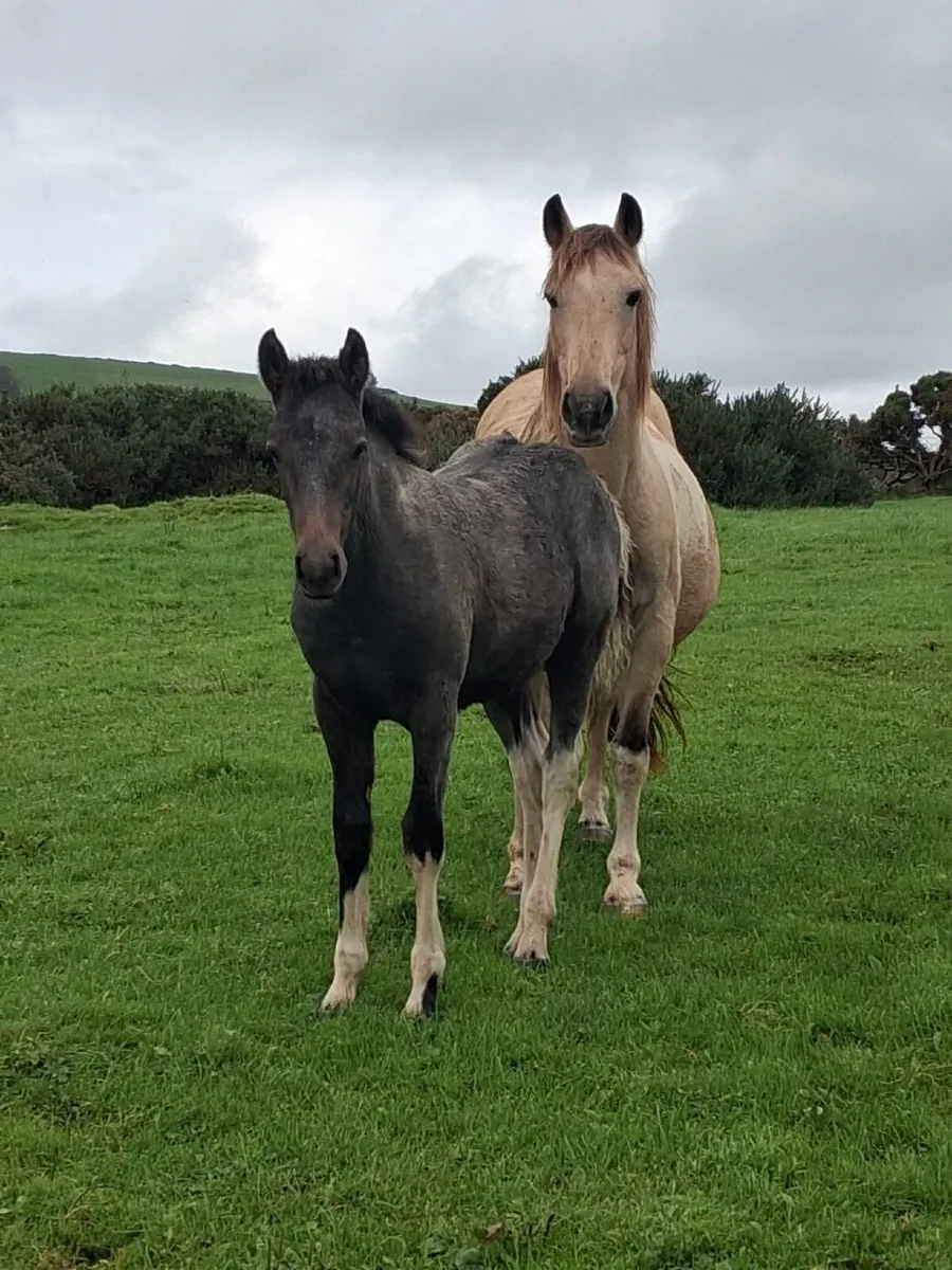 Pony - Image 2