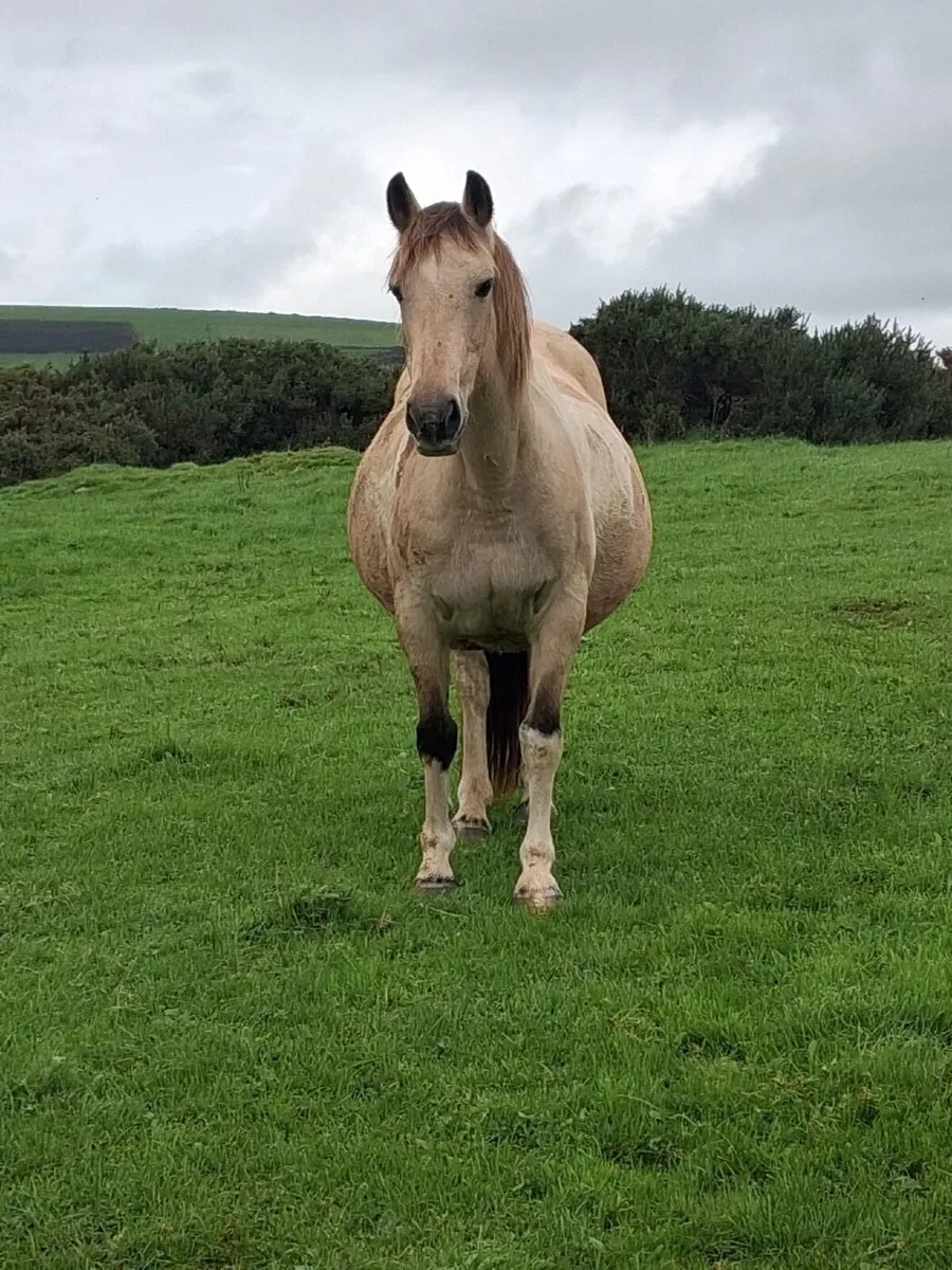 Pony - Image 1