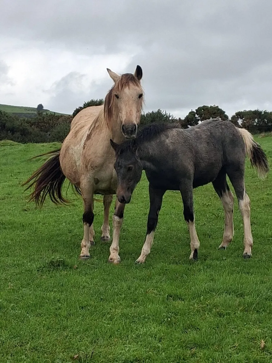 Pony - Image 3