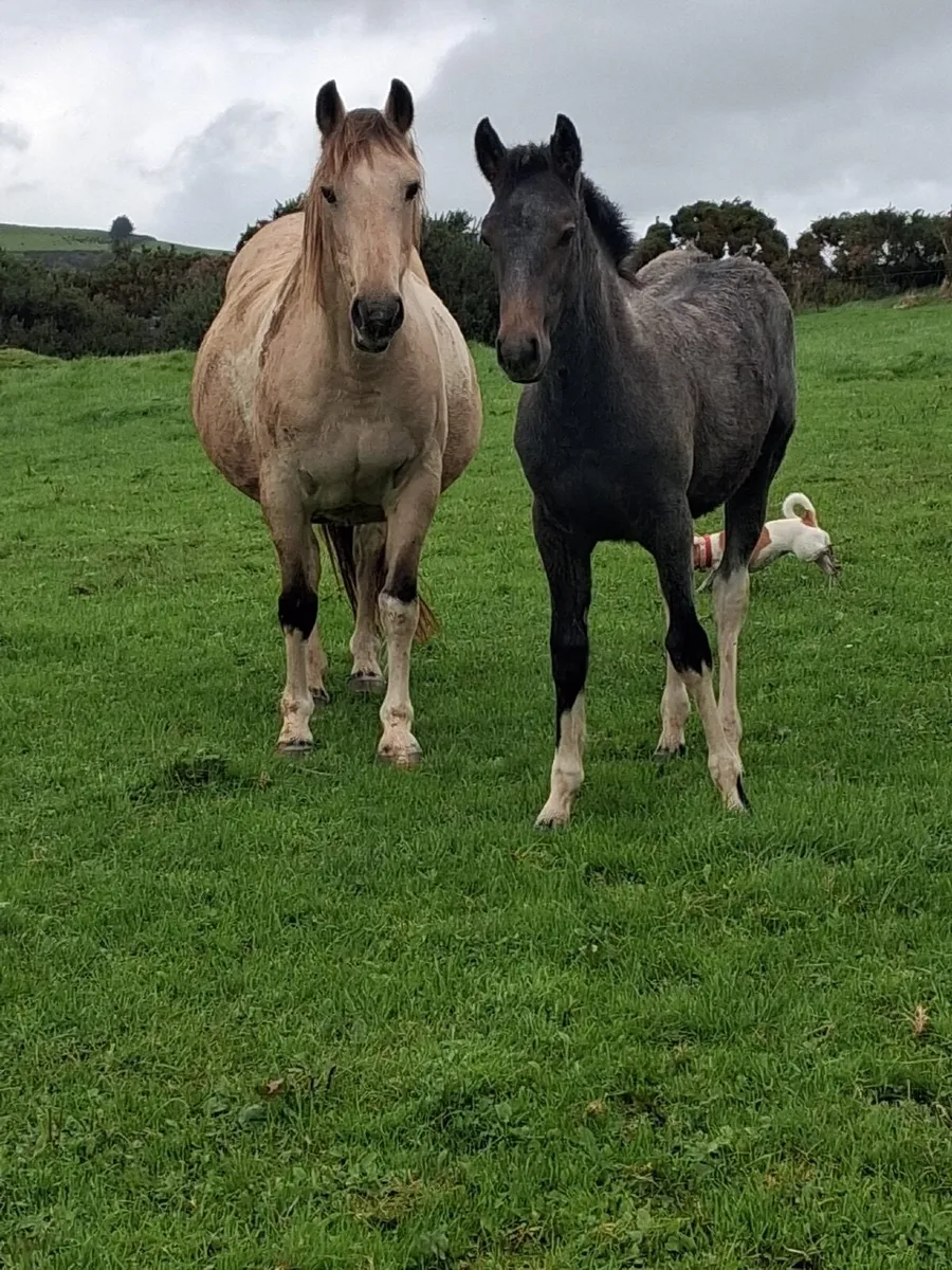 Pony - Image 4