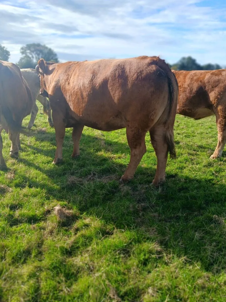 Cows - Image 1
