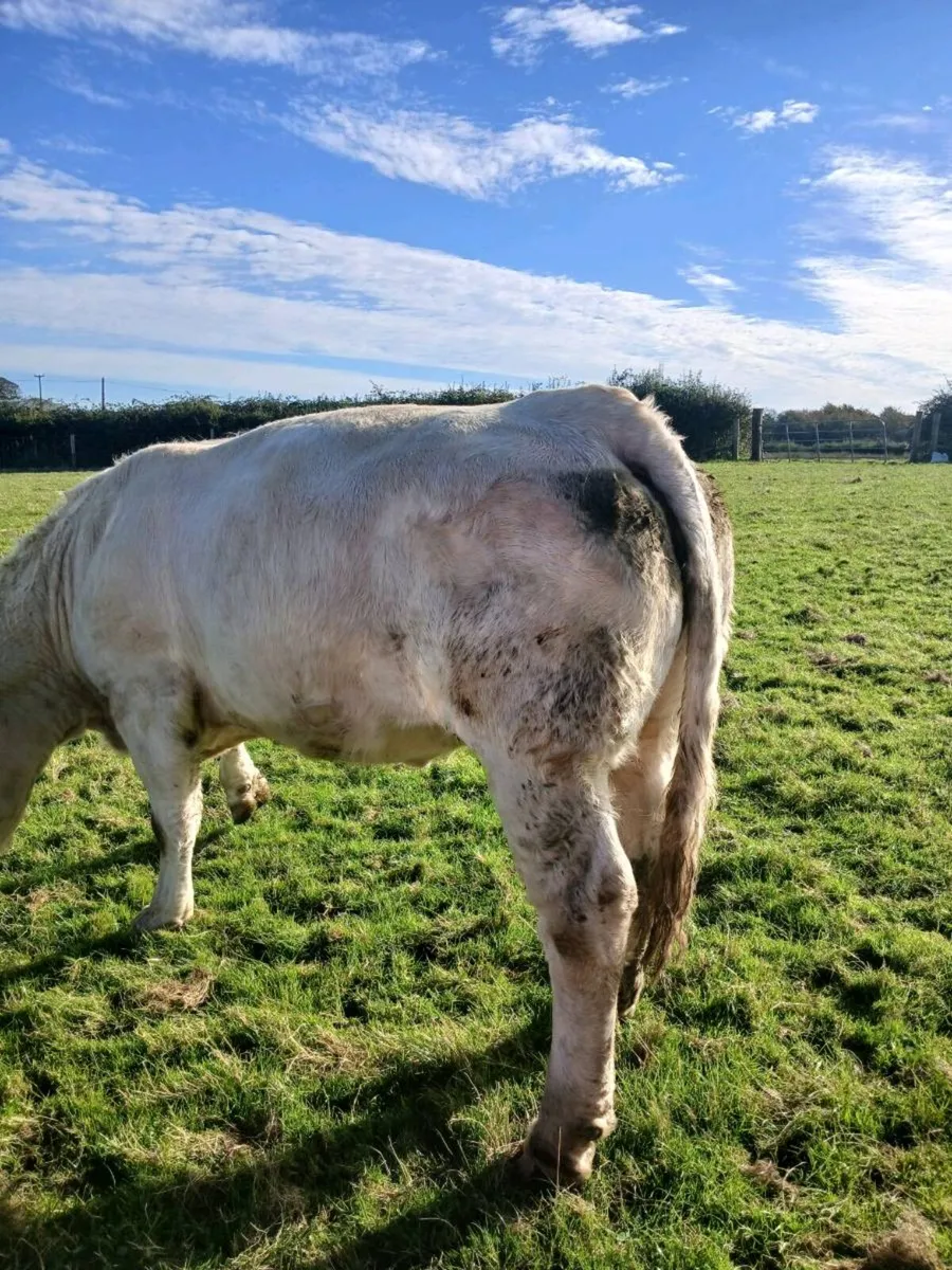 Cows - Image 2
