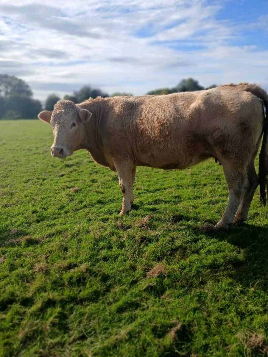 Cows - Image 3