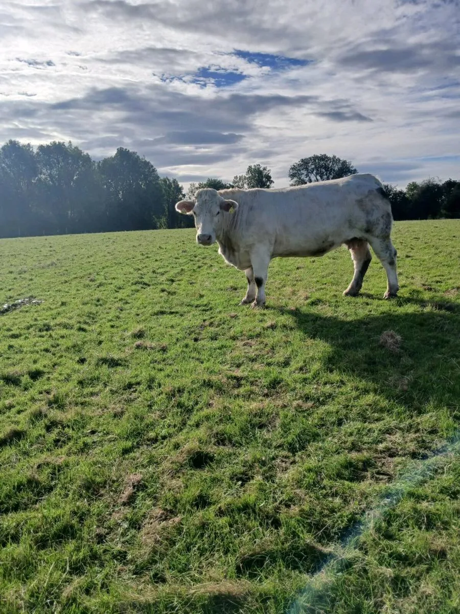 Cows - Image 4