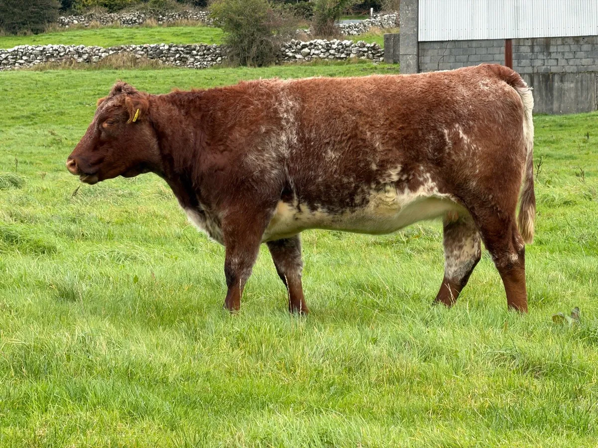Headford Mart 17 Oct 🐄 In Calf Heifer Springers - Image 2
