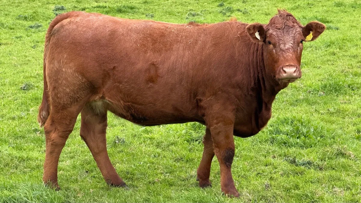Headford Mart 17 Oct 🐄 In Calf Heifer Springers - Image 3