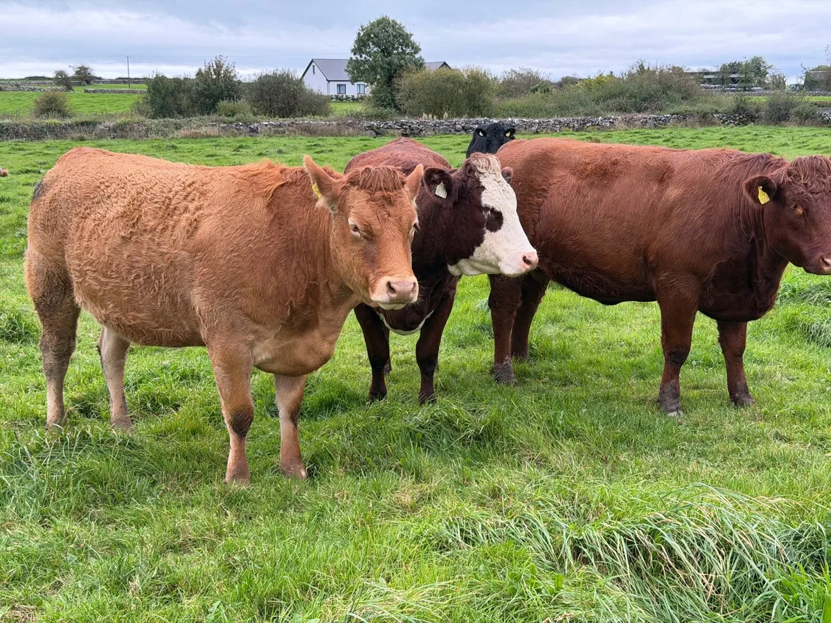 Headford Mart 17 Oct 🐄 In Calf Heifer Springers - Image 4