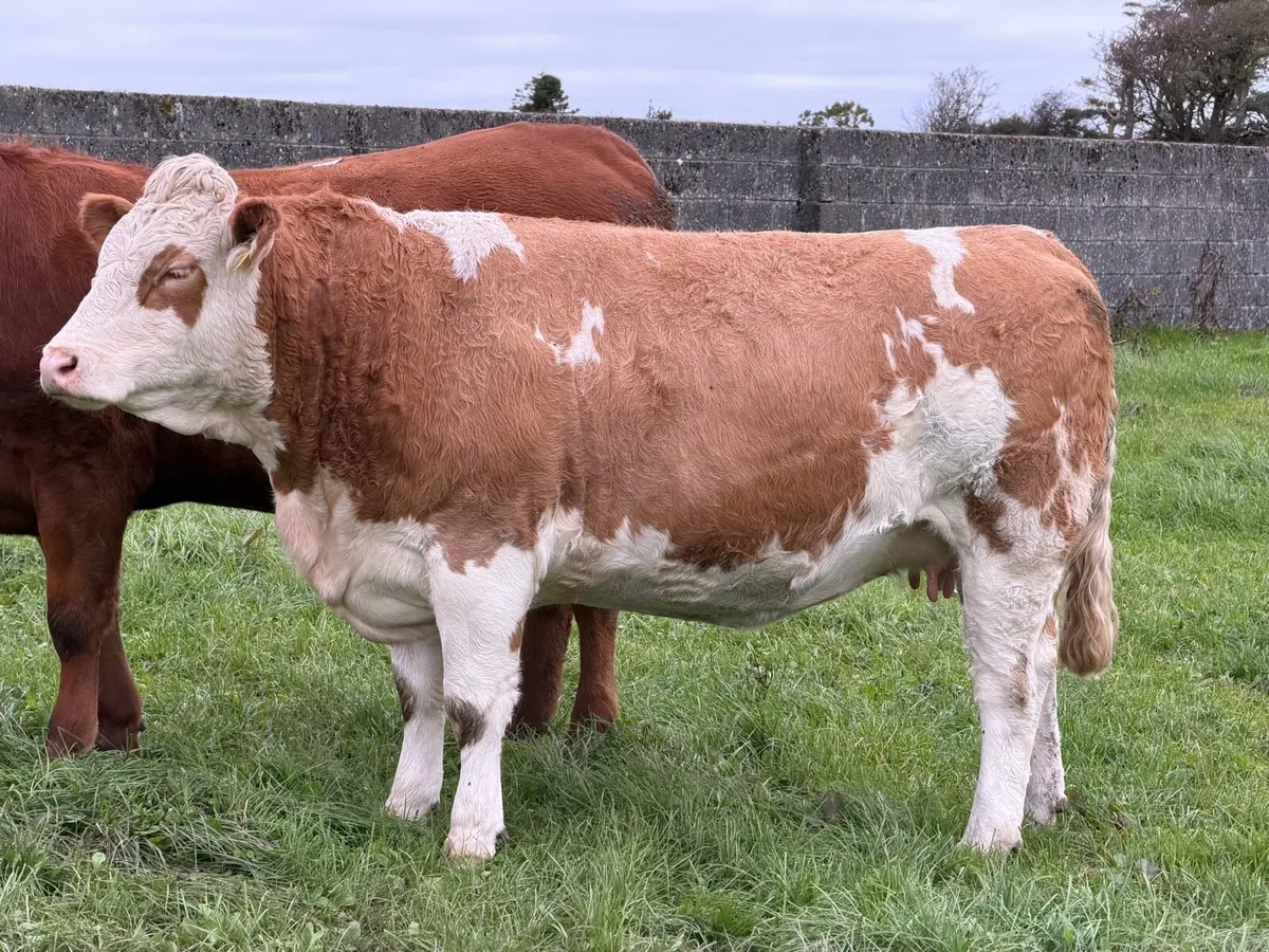 Headford Mart 17 Oct 🐄 In Calf Heifer Springers - Image 1