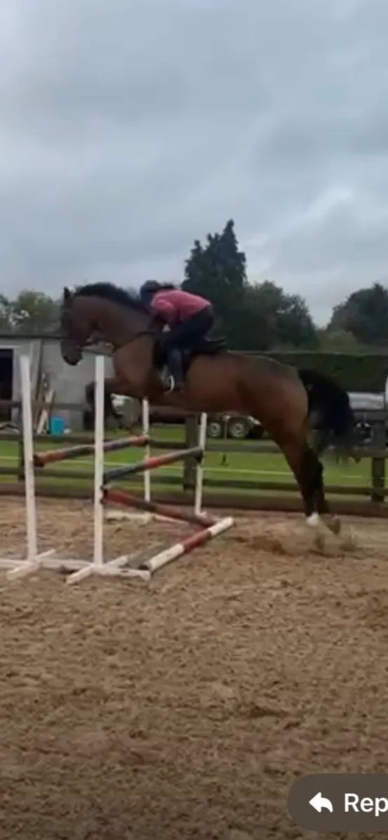8 year old gelding by Dignified - Image 1