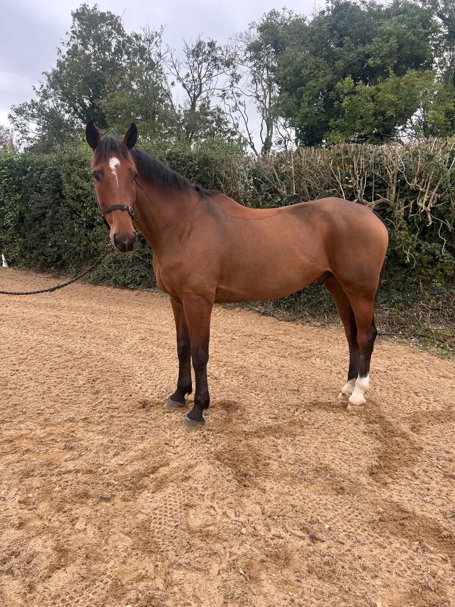 8 year old gelding by Dignified - Image 3