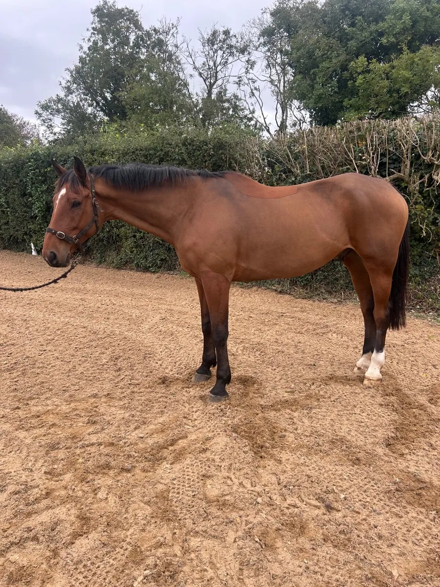 8 year old gelding by Dignified - Image 4