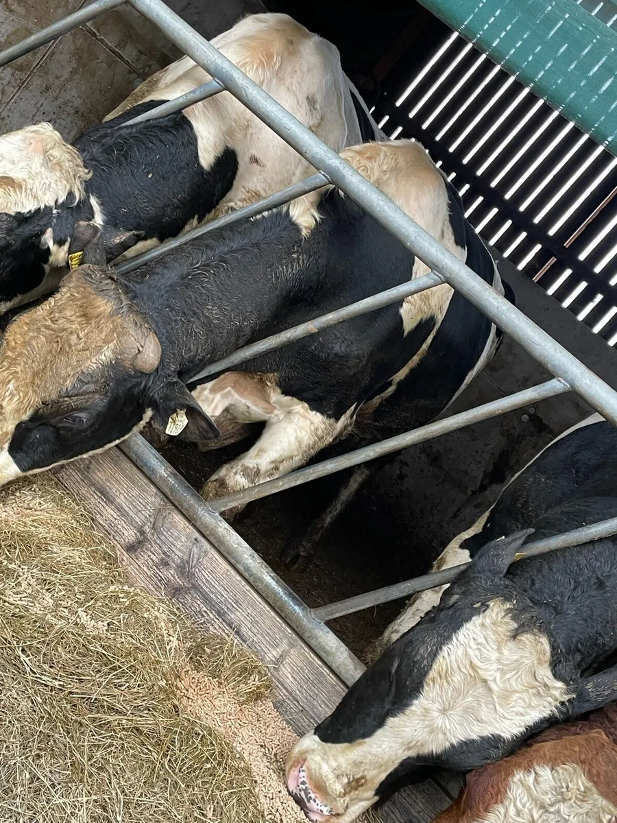 Pedigree Holstein Breeding Bulls - Image 2