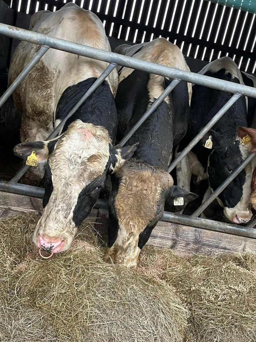Pedigree Holstein Breeding Bulls - Image 3